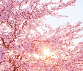 2025韓國櫻花花期預測，感受春日限定的浪漫氛圍!