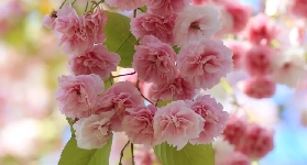 2025韓國櫻花花期及看花地點