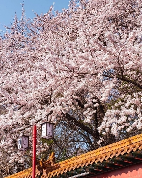 韓國小眾櫻花打卡地