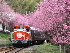 【2025日本櫻花列車浪漫特輯】東京賞櫻花期預測~