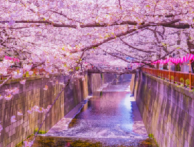 東京夜櫻攻略：解鎖浪漫櫻花季的隱藏秘境