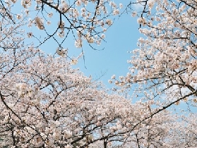 2025韓國櫻花必去點！鎮軍海港節，你不可錯過的櫻花盛典！