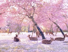 【日本櫻花季限定】奈良吉野山賞千本櫻：萌鹿相伴，春日爛漫