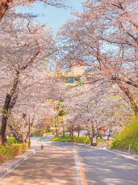 2025不容錯過的首爾賞櫻勝地TOP3