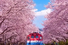 2025韓國櫻花，不可錯過的打卡點