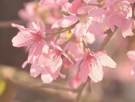 拿好這份桂林賞花地圖！帶你解鎖那些小眾又驚艷的寶藏打卡地