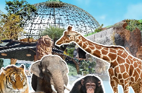 曼谷週邊隱藏版動物園｜大城獅子王門票預訂+遊玩全攻略✨