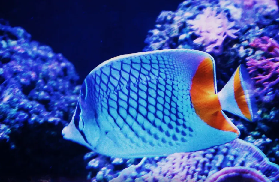 曼谷暹羅海洋世界實測｜5個必玩亮點+避坑指南！搭捷運就能到✨