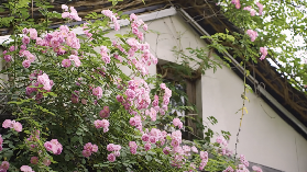 跟著熱播劇《愛你》打卡杭州春日美景