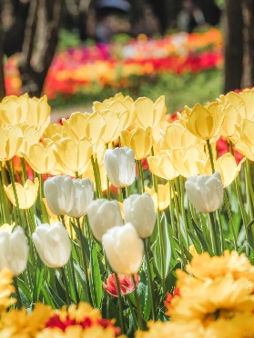2025韓國春日賞花攻略，梅花櫻花油菜花，領略韓國春日風景