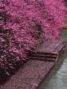 在杭州西溪 | 遇見現實版莫奈花園的春天