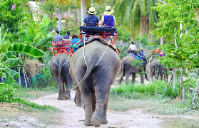 芭提雅大象村｜騎象+叢林下午茶+避坑全攻略✨