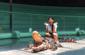 芭堤雅龍虎園實測｜3個避坑點+必看表演時間！別白跑🤯