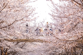 2025韓國首爾櫻花觀賞地，著名櫻花地全打卡