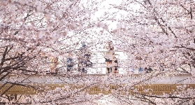 2025首爾櫻花4月盛花期，熱門打卡地及交通攻略全部告訴你