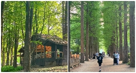 首爾一日遊實測｜南怡島+鐵道自行車超抵玩！避坑指南看這裏✨