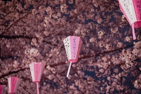 誰還沒看過日本目黑川的夜櫻！比白天更驚艷