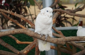 肇慶貓爪野生動物世界遊玩避坑指南｜10個實用建議不踩雷