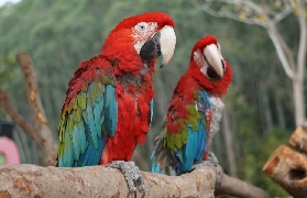 肇慶貓爪野生動物世界開園！預訂前必看5個選品重點🔥