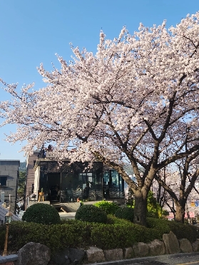 2025首爾櫻花季十大熱門打卡地