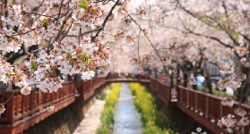 2025釜山賞櫻4大必去景點🌸超全遊玩攻略