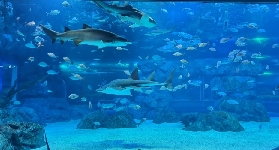 京畿道水族館實測｜水上星球隱藏玩法+避坑指南！超抵玩✨