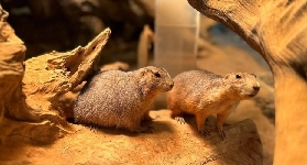 加平SeenB室內動物園｜從自然搬來的療癒秘境！實測體驗分享💫