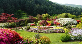 晨靜樹木園實測｜臺灣人去韓國賞花這篇夠用！四季亮點全收錄🌸