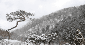 京畿道晨靜樹木園｜保姆級行程規劃+避坑總結（2024最新）