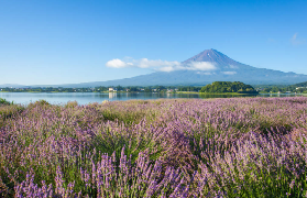富士山一日遊實測｜醇境威士忌+網紅景點！現場體驗超讚分享🤩