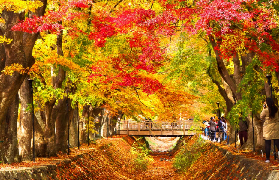 富士山忍野忍村一日遊｜避坑總結！這5點一定要記住⚠️