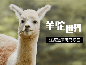 韓國江原道羊駝世界｜預訂前必睇！避坑+平價玩法全攻略🐫