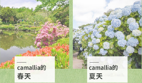 濟州島山茶花之丘實測｜6000+株茶樹超震撼！交通/門票避坑指南✨