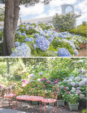 濟州島山茶花之丘｜500+品種茶樹夯爆！四季賞花+交通實測懶人包🌺