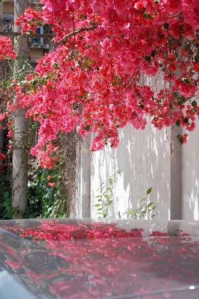 到惠州羅浮山，被『春天』包圍