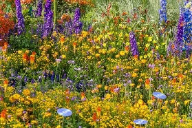 2025深圳筆架山粵港澳大灣區花展，就在本週，快來看看吧！