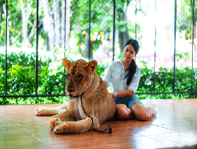 探索芭堤雅是拉差龍虎園：與猛獸的親密接觸