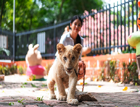 芭堤雅是拉差龍虎園：與老虎合影的獨特體驗