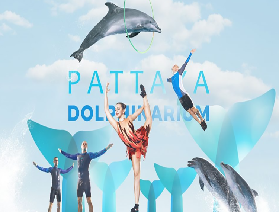 與海豚共遊的奇妙體驗