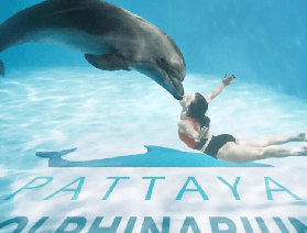 景點推薦：芭提雅海豚館