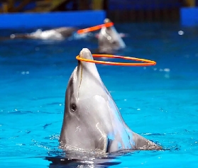 芭提雅海豚館：親子遊必去，超萌互動體驗