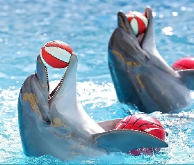 芭堤雅海豚館——海豚表演不容錯過