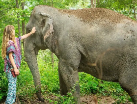 探秘芭堤雅大象村——與大象共度的自然之旅