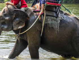 騎乘巨獸：芭堤雅大象村的騎象體驗