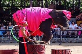 想知道芭達雅大象園表演時間吗？一篇就告訴你！