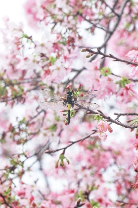 雲浮一日遊旅遊攻略：推薦十大最值得去的景點和最好玩的地方