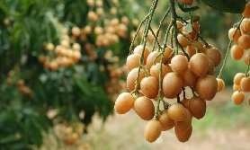 雲浮地圖，跟著地圖打卡美食