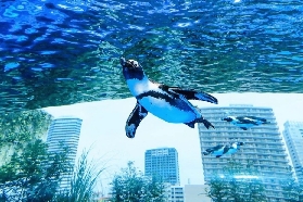 東京池袋SunShine Aquarium實測｜療愈天空綠洲+電子票避坑攻略