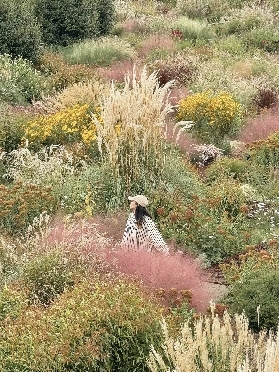 Jeju Island's 濟州島四季花海——山茶花之丘，濟州島絕美拍照地！