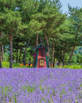 京畿道加平，你不知道的小眾打卡點——鼈島花園